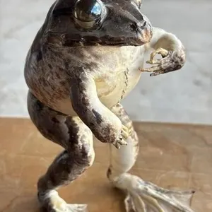Vintage Taxidermy Bullfrog