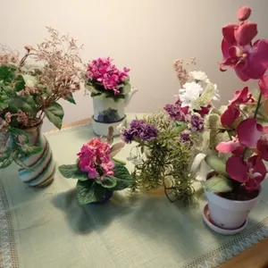 Florals in Pots and Vases