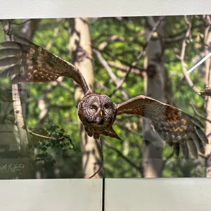 Owl Picture 12" X 18"