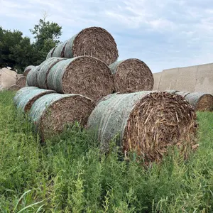 30 Corn Stalk Bales