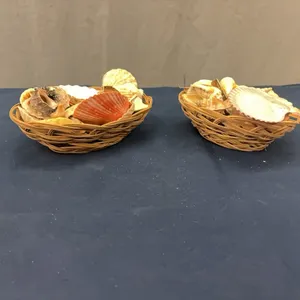 Seashells