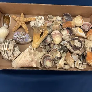 Seashells