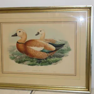 Ruddy Shelduck (Casarca Rutila) Print