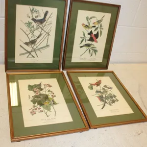 Audubon Bird Prints