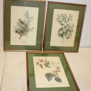 Audubon Bird Prints