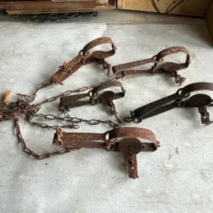 (5) Victor Animal Traps