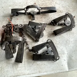 (5) Victor Animal Traps