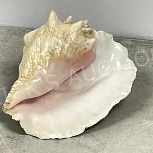 10.5" wide conch shell