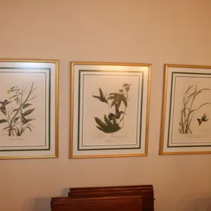 Hummingbird Prints