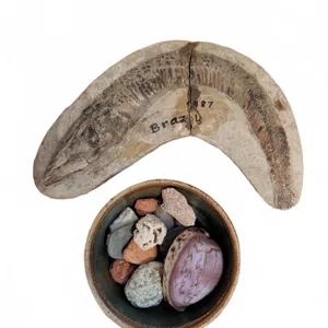 Fossil and Specimen Collection Including 1987 Brazil Fish Fossil
