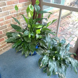 Two live plants