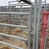 Lemsco Maternity Pen