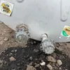 500gal Fuel Tank