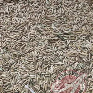 Approx 450 bus of Oat screenings (used as cattle feed). Seller CAN NOT load