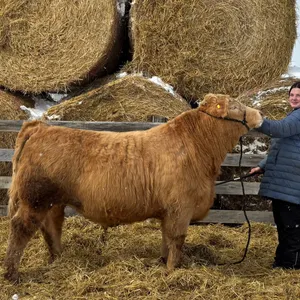 Lac Ste Anne District 4-H Clubs Beef, Sheep & Swine Achievement Day Sale 2026