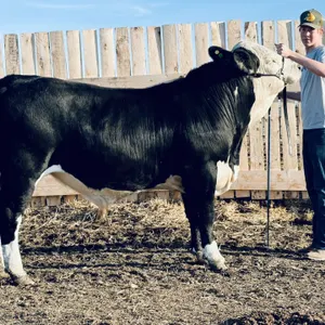 Barrhead & District 4-H Clubs Beef & Sheep Achievement Sale 2026 - LIVE ONSITE w/ Webcast Bidding