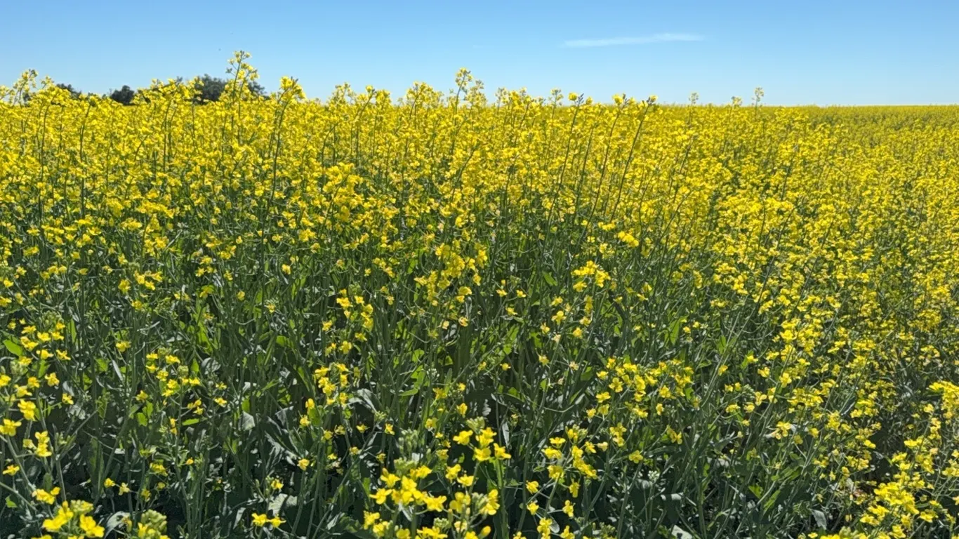 RM of Golden West #95 & RM of Tecumseh #65 Timed Online Land Auction Timberland Investments Ltd.
