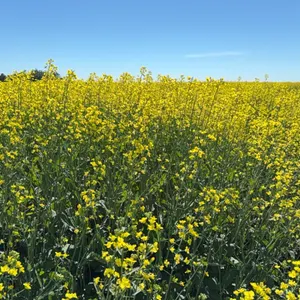 RM of Golden West #95 &  RM of Tecumseh #65 Timed Online Land Auction Timberland Investments Ltd.
