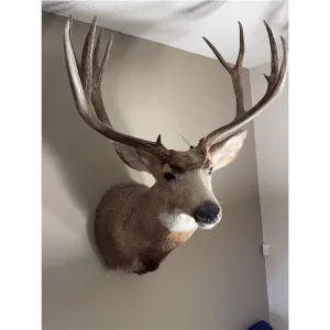 BIG BUCK MAGAZINE Wildlife taxidermy and antlers