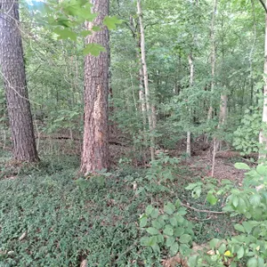 3952 & 4013 Devils Fork Road, Carbondale, IL 62901