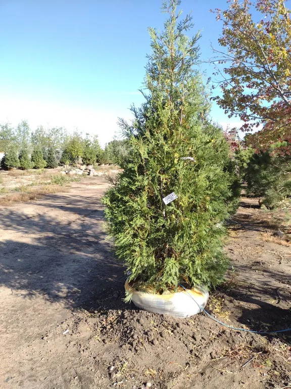 KAHNKE'S TREE FARM INVENTORY REDUCTION ONLINE ONLY AUCTION- BIDDING CLOSES THURSDAY SEPTEMBER 24 @ 2PM CT