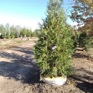 KAHNKE'S TREE FARM INVENTORY REDUCTION ONLINE ONLY AUCTION- BIDDING CLOSES THURSDAY SEPTEMBER 24 @ 2PM CT