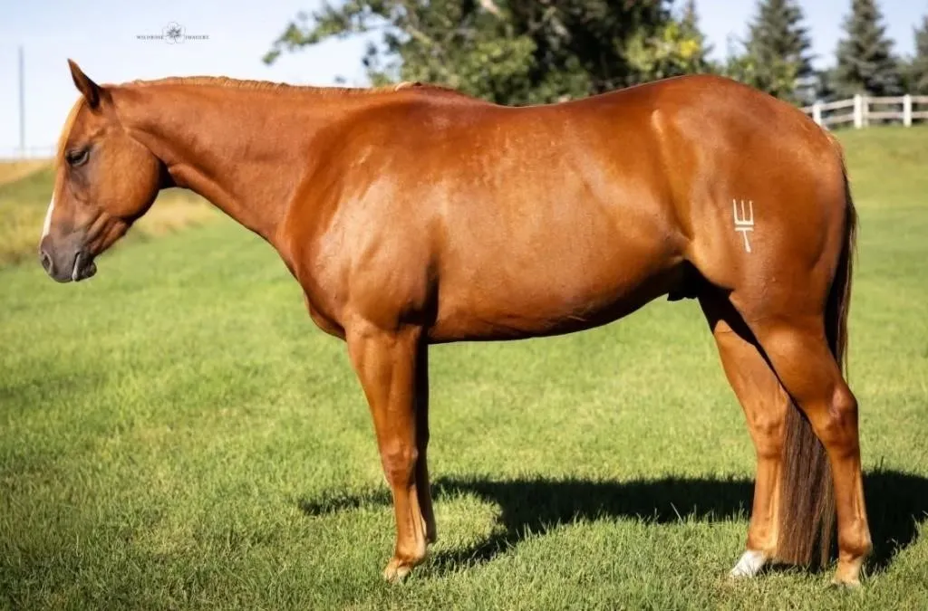 HIGHWOOD SELECT PROSPECT & SADDLE HORSE SALE