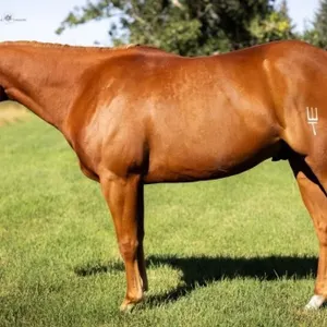 HIGHWOOD SELECT PROSPECT & SADDLE HORSE SALE