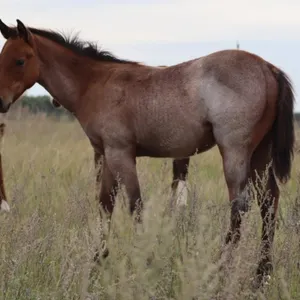 LEGENDS OF THE PRAIRIE FUTURITY FOAL SALE