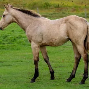 LEGENDS OF THE PRAIRIE FUTURITY FOAL SALE