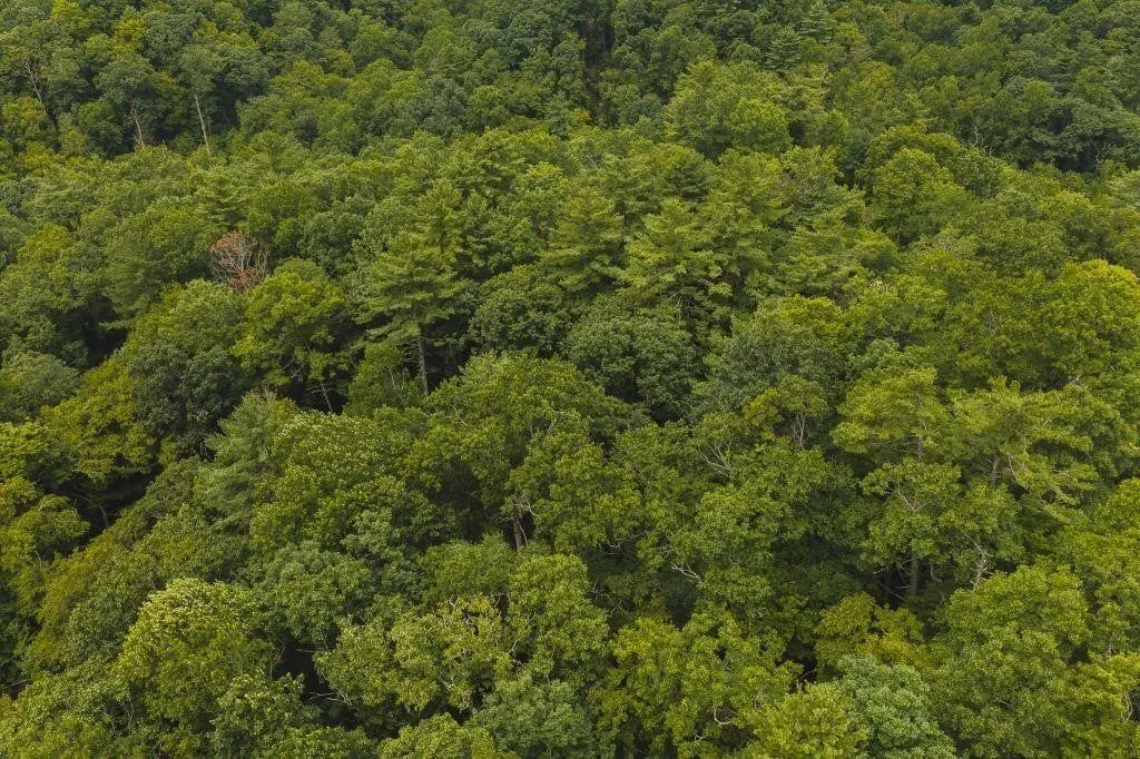 Building Lot for Sale in Marion NC!
