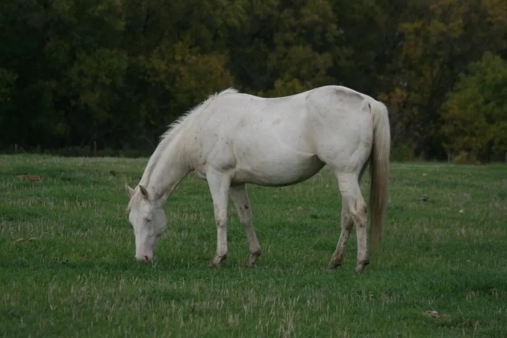 TRANS-CANADA SADDLE HORSE, FOAL & PROSPECT SALE