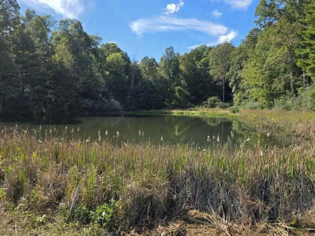 Land with Pond, Willis VA