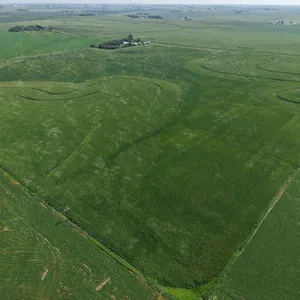 November 17, 2026 @10:30 A.M.--Live Public Auction Of 2 Contiguous Tracts Of Farmland