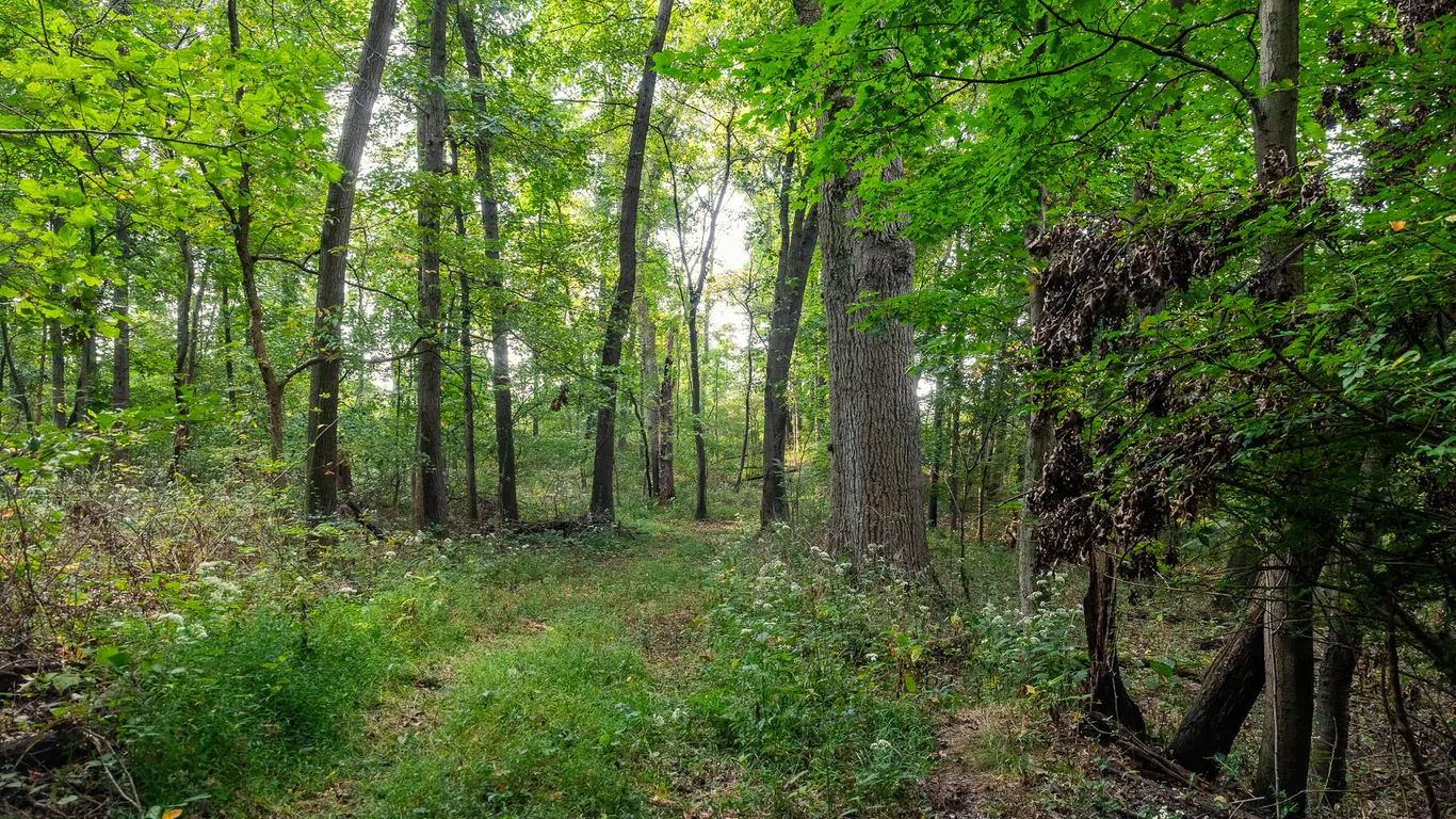 Navarre 127+ Acre Wooded Land
