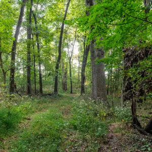 Navarre 127+ Acre Wooded Land