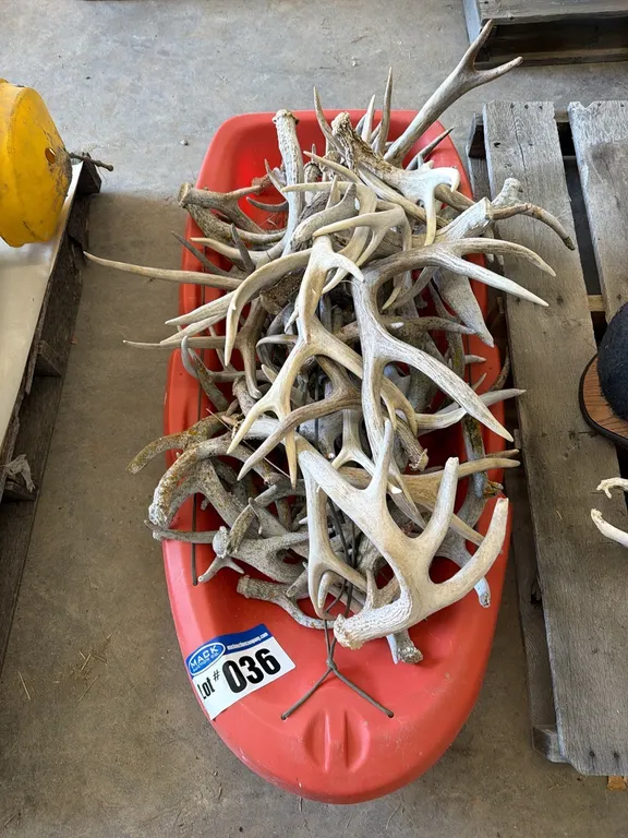 Whitetail & Mule Deer Drop/Shed Antlers