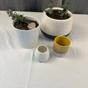 Live Plants with Planters