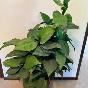 Faux Plant
