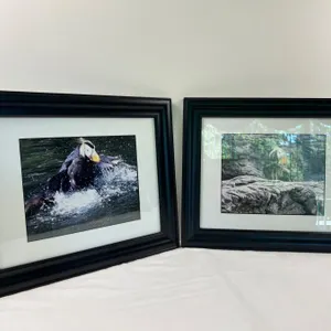Framed Puffin Prints