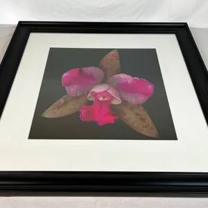 Orchid Picture