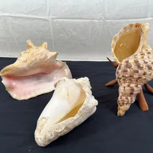 Conch Shells