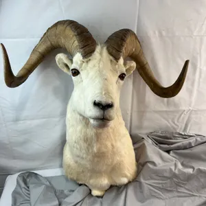 Dall Sheep