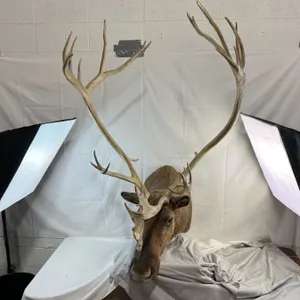 Caribou - Barren Ground Mount - NWT/YUKON