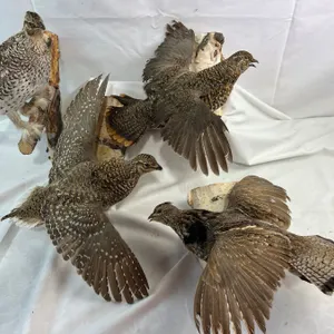4 Wall Hanging Bird Mounts
