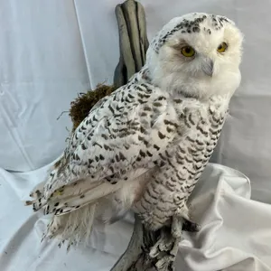 Snowy Owl