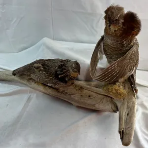 Grouse Taxidermy