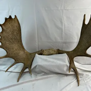 Moose Antlers