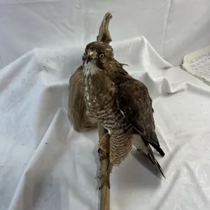 Hawk - Broad-Winged