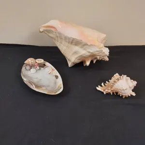 Sea Shell Décor